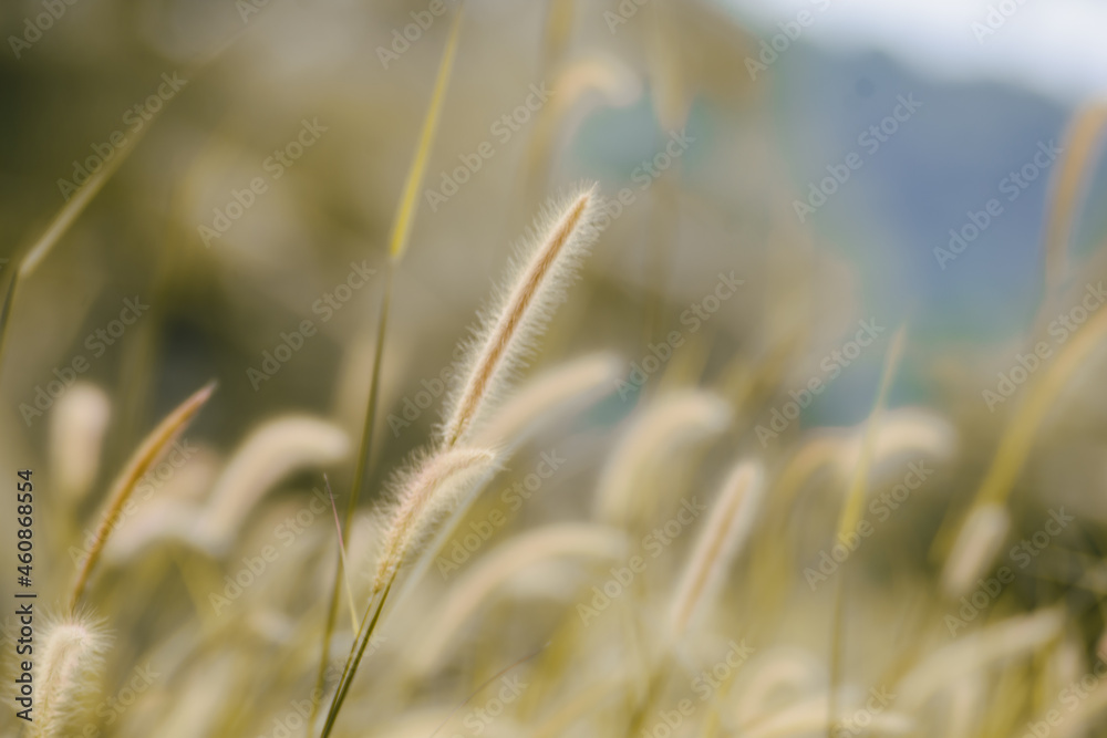Fototapeta premium golden wheat field