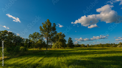 Deciduous forest and meadow at sunset.