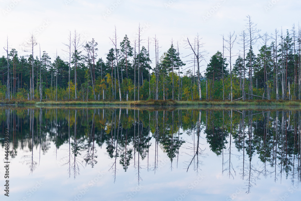 Wild swamp landscape in summer morning Wild swamp landscape in summer morning