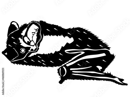 Anatomical Bat HD Vector Art Illustration Transparent Background