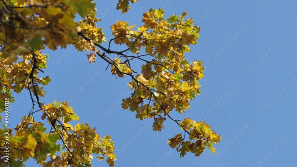 Autumn yellow leaves are moved by the wind. Soft focus Autumn yellow leaves are moved by the wind. Soft focus