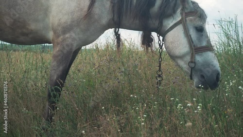 white horse with gray mane in check sniffs grass and flowers