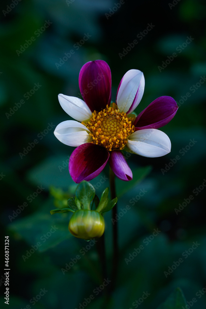 Twyning's Smartie Dahlia flower growing in a flower garden. Bright flower, dark image. White and purple petals. Very unique flower. Twyning's Smartie Dahlia flower growing in a flower garden. Bright flower, dark image. White and purple petals. Very unique flower.