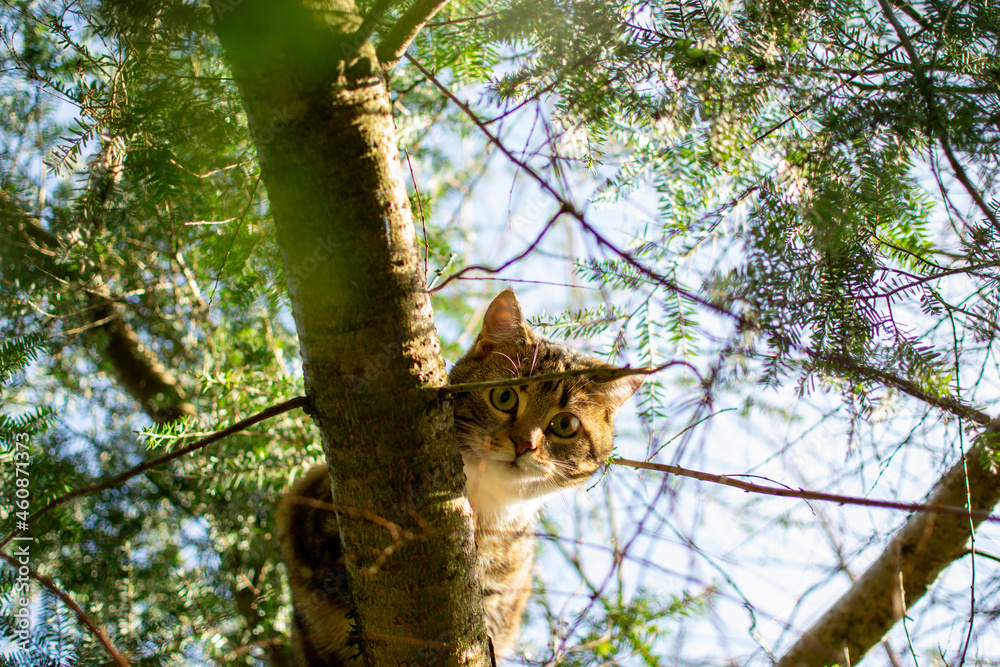 Katze sitzt auf dem Baum Katze sitzt auf dem Baum