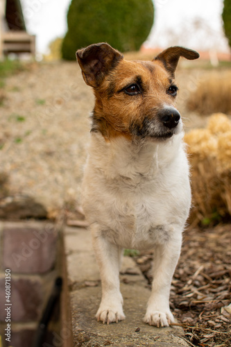 Jack Russel Terrier im Garten