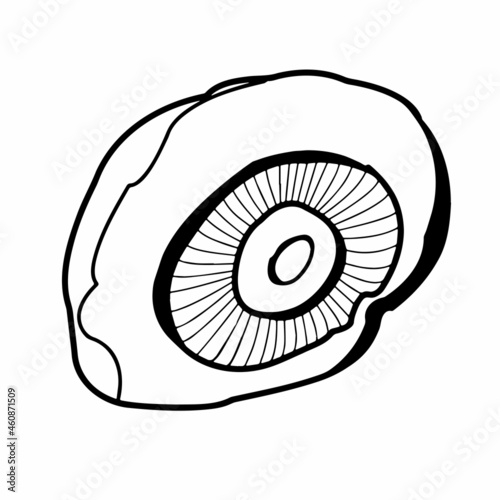 Autumn gifts of nature close-up on a white background. Vector graphics. Contour illustration.