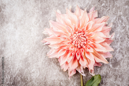 Textured, large pink, peach color dahlia flower head on a grey concrete background. Flower is placed to the right of the image allowing place for text. Penhill Watermelon dahlia. Graphic resource. photo