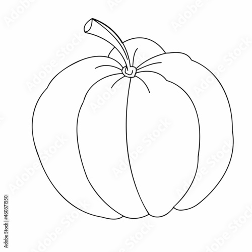 Autumn gifts of nature close-up on a white background. Vector graphics. Contour illustration.