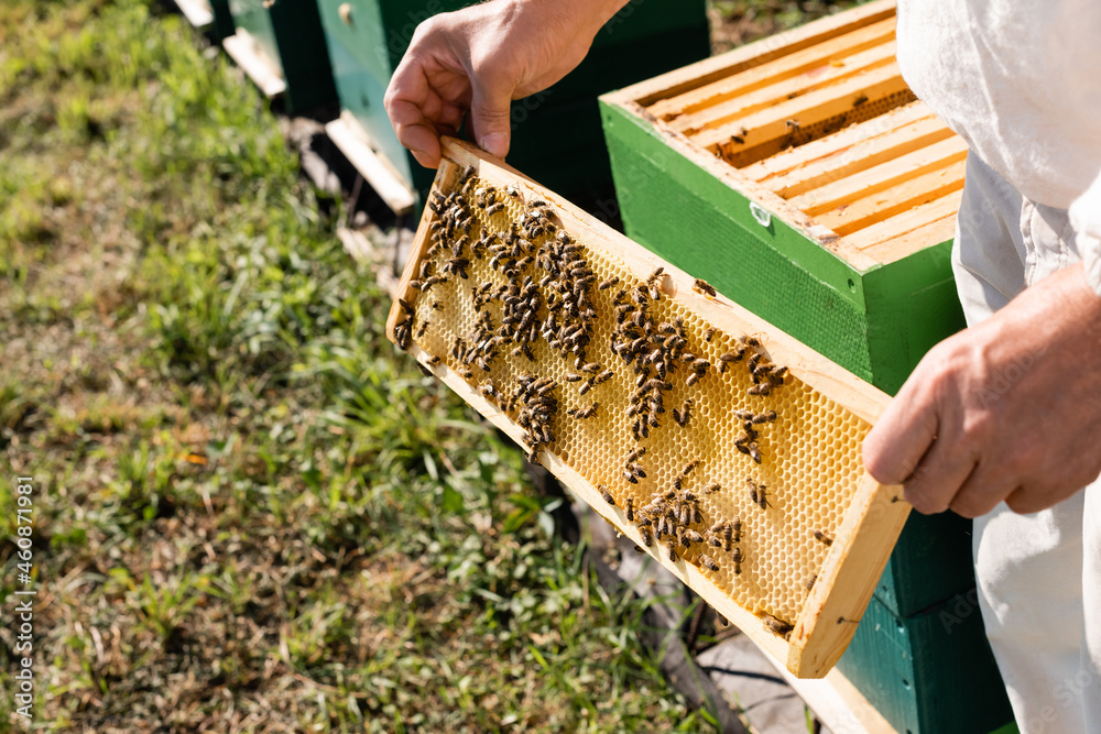 partial view of beekeeper with honeycomb frame and bees on apiary partial view of beekeeper with honeycomb frame and bees on apiary