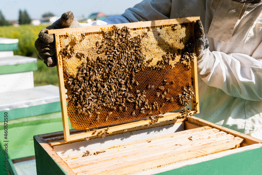 cropped view of apiarist in protective gloves holding honeycomb frame near beehive