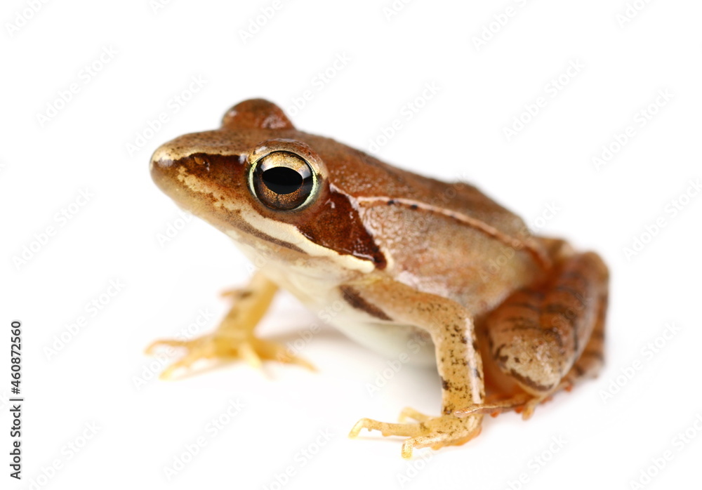 Fototapeta premium Agile frog (Rana dalmatina) isolated on white background