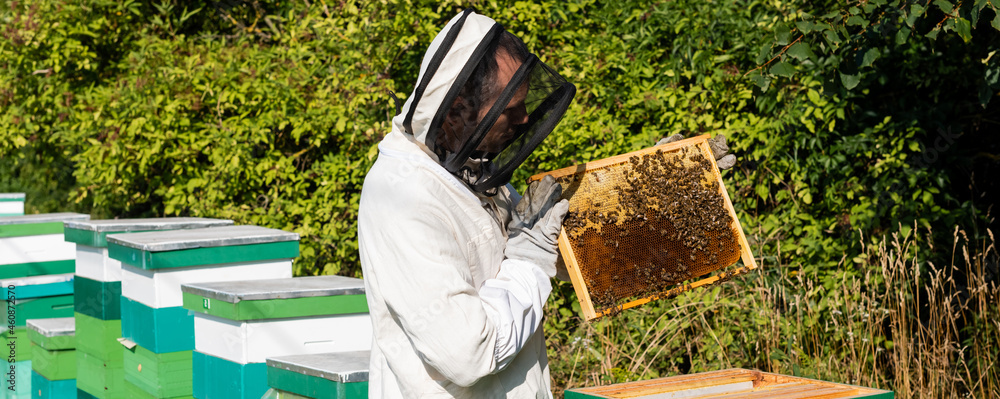 beekeeper in protective equipment holding honeycomb frame with bees near beehives, banner beekeeper in protective equipment holding honeycomb frame with bees near beehives, banner