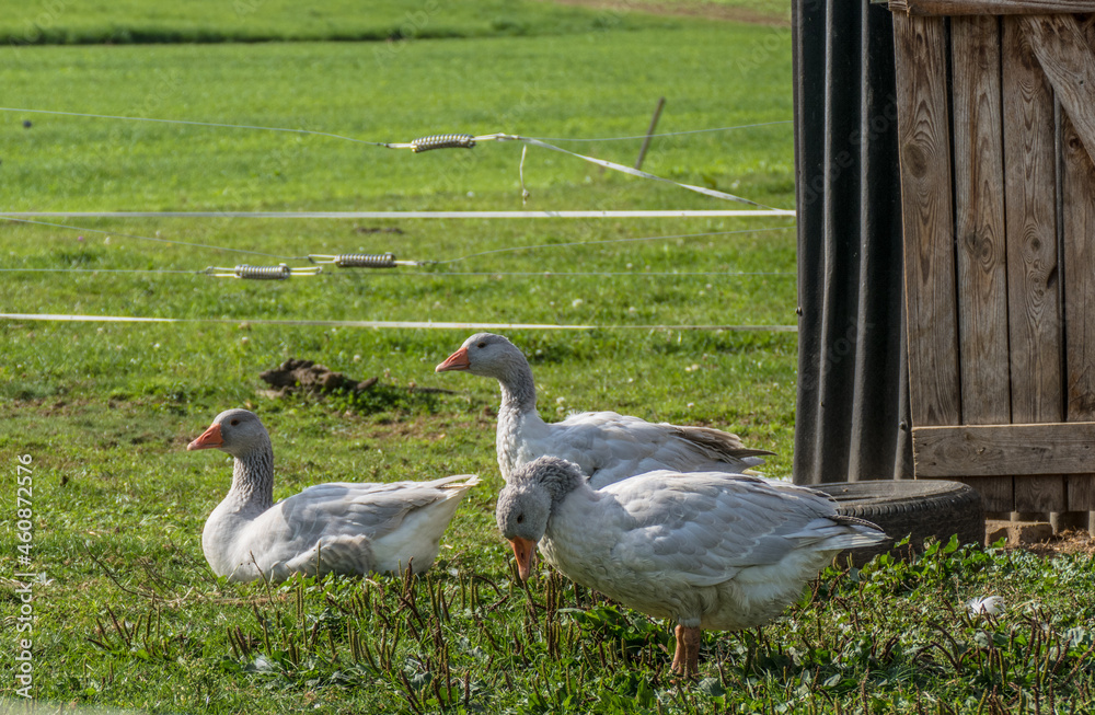Naklejka premium Gänse auf der Weide