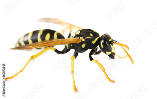 European wasp, Polistes associus, isolated on white background, side view