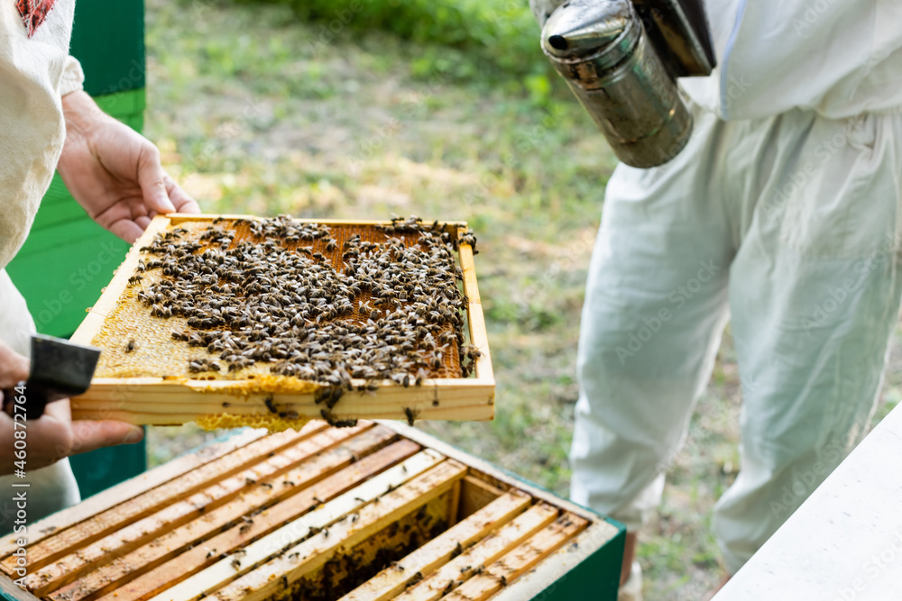 partial view of beekeepers with honeycomb frame and bee smoker on apiary partial view of beekeepers with honeycomb frame and bee smoker on apiary