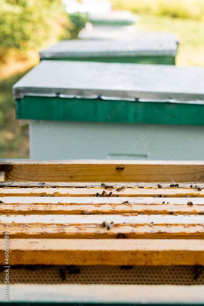selective focus of bees on beehive on apiary, blurred background