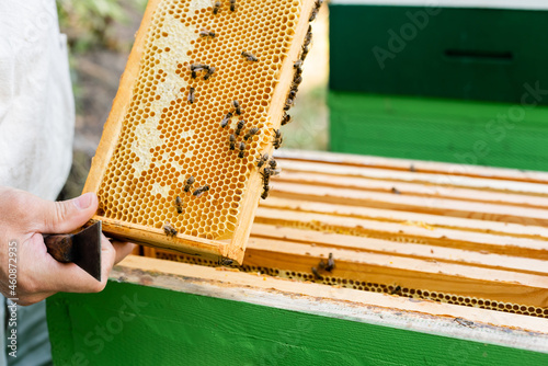 bees near honey on honeycomb frame in hands of beekeeper with scraper