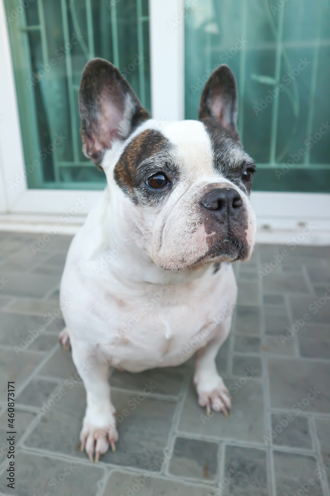  french bulldog, unaware French bulldog.