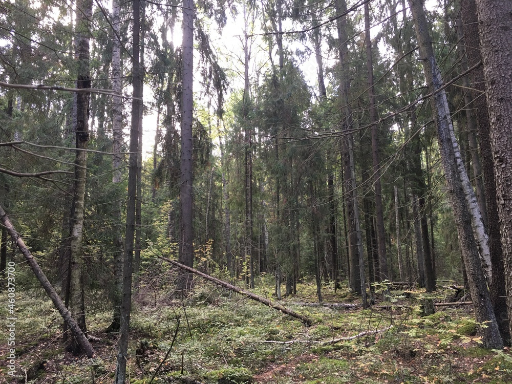 Fototapeta premium forest in autumn