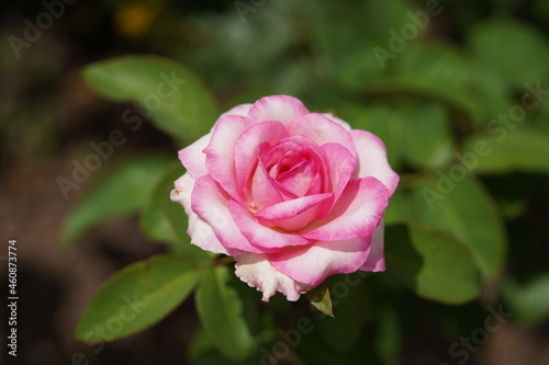 pink rose in garden © Jennifer