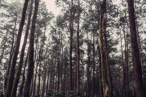 Pine forest with moss covered trees and fog, vintage style..