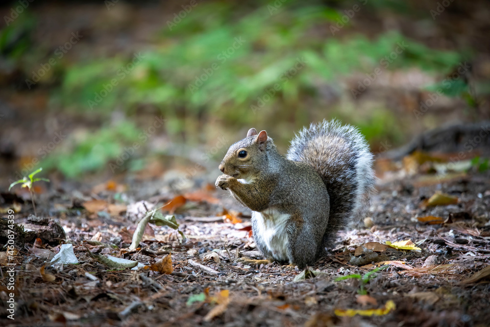 The eastern gray squirrel (Sciurus carolinensis) in the park The eastern gray squirrel (Sciurus carolinensis) in the park
