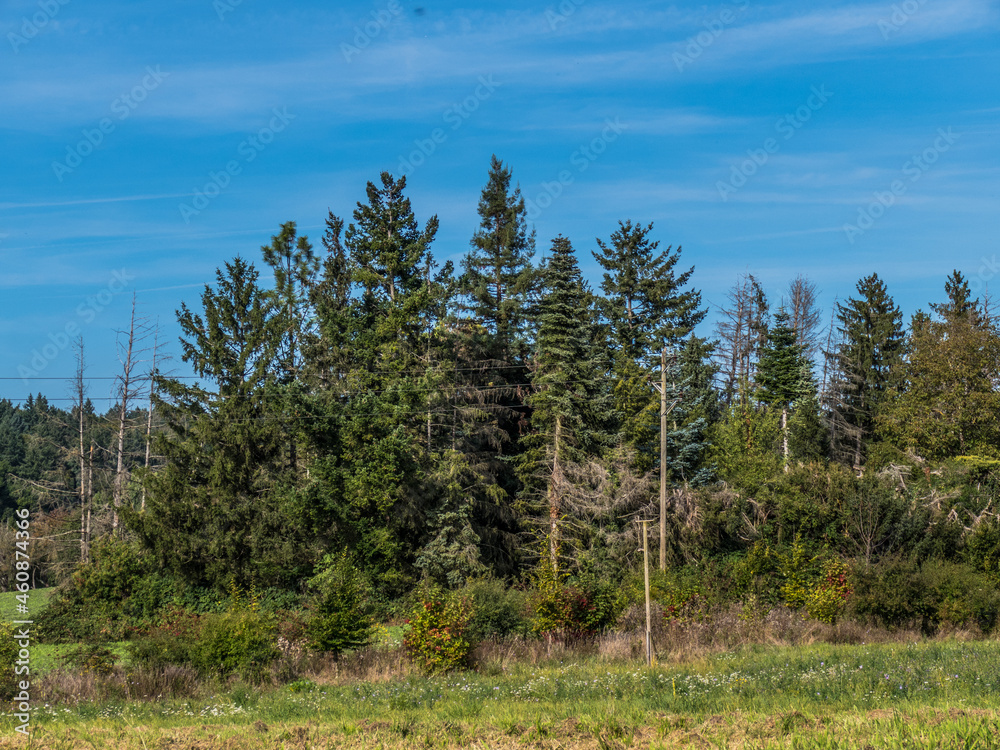 Waldschäden Waldschäden
