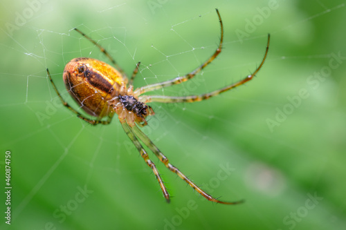 Spinne in einem Netz, orange
