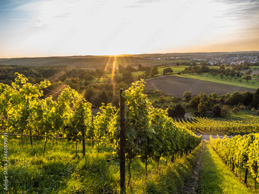 Weinberg im Herbst