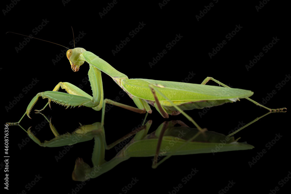 Mantis ordinary or mantis religious, isolated on black background Mantis ordinary or mantis religious, isolated on black background