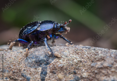 Mistkäfer (Geotrupidae), blau, insekten