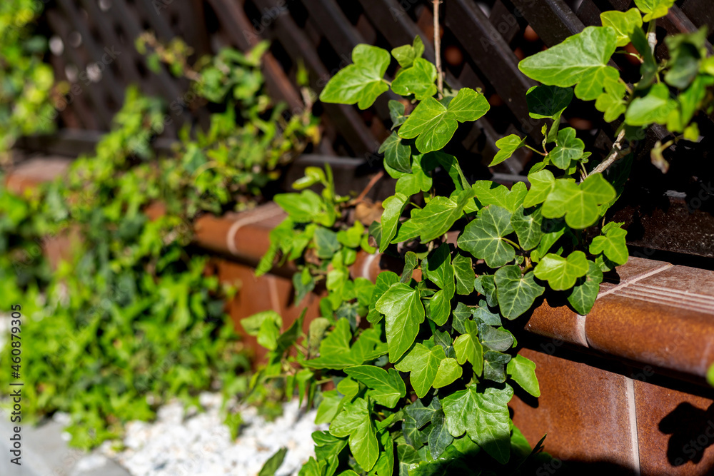 Climbing plant, from the forest. Summer season. Climbing plant, from the forest. Summer season.