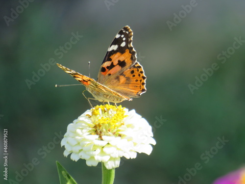 butterfly on a flower © Kostya