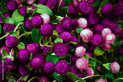 globe amaranth, beauty, flower, green, nature, park, amaranth, background, beautiful, plant, spring, globe, purple, white, colorful, flora, macro, blooming, closeup, fresh, garden, growth, vibrant, ba