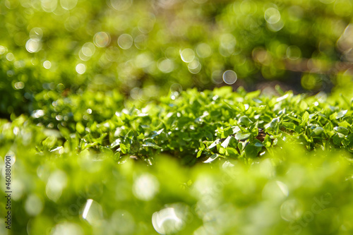 Blurred green grass summer background