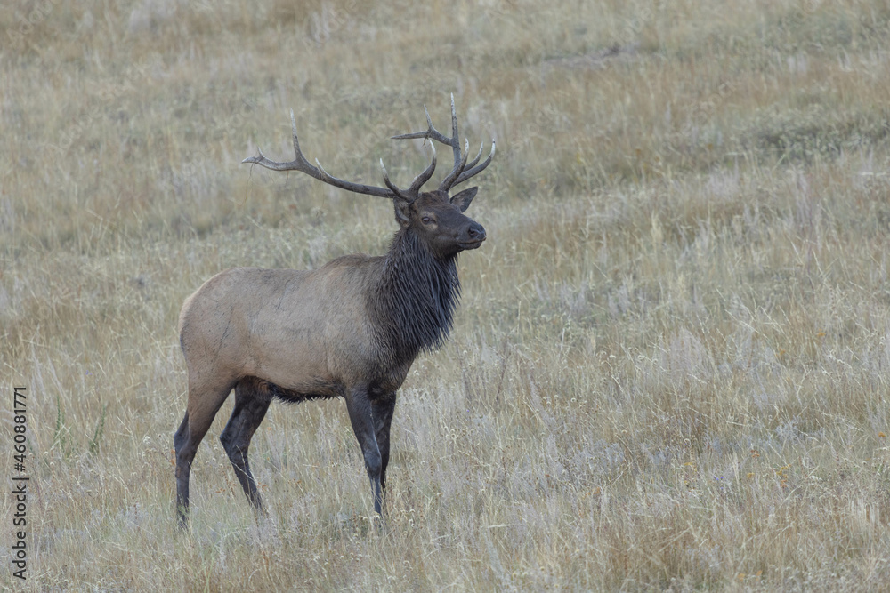 Elk With Large Antlers During Rut In Colorado Elk With Large Antlers During Rut In Colorado