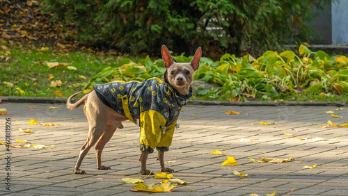Fototapeta Naklejka Na Ścianę i Meble -  Russian toy terrier in a city park in the autumn. Russian toy terrier in clothes standing in the park.