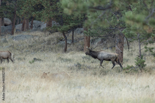 Male Elk Bugling At Female Elk During Rut © Carol