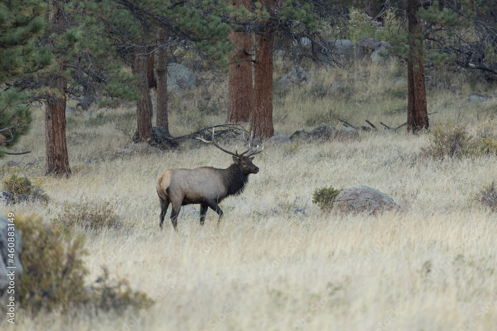 Elk With Large Rack Of Antlers In Colorado Elk With Large Rack Of Antlers In Colorado