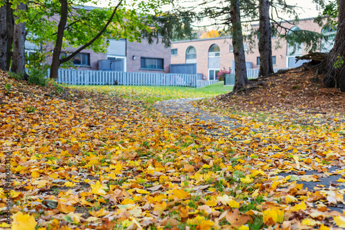 Fototapeta Naklejka Na Ścianę i Meble -  Autumn scenery. Fallen leaves near trees in fall and houses in background.