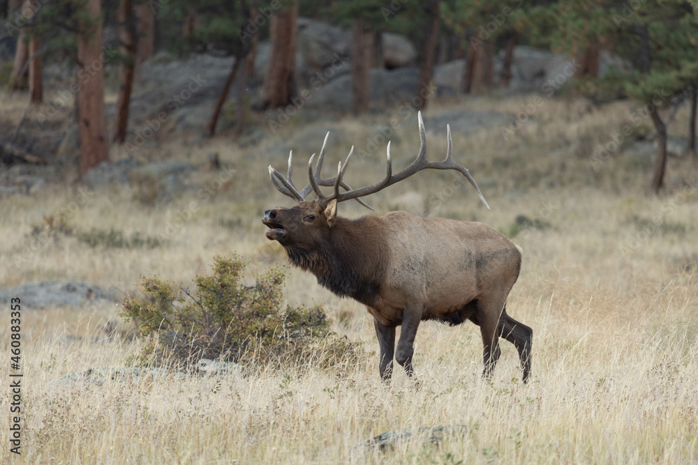 Male Elk With Large Antler Rack Bugling During Rut Male Elk With Large Antler Rack Bugling During Rut
