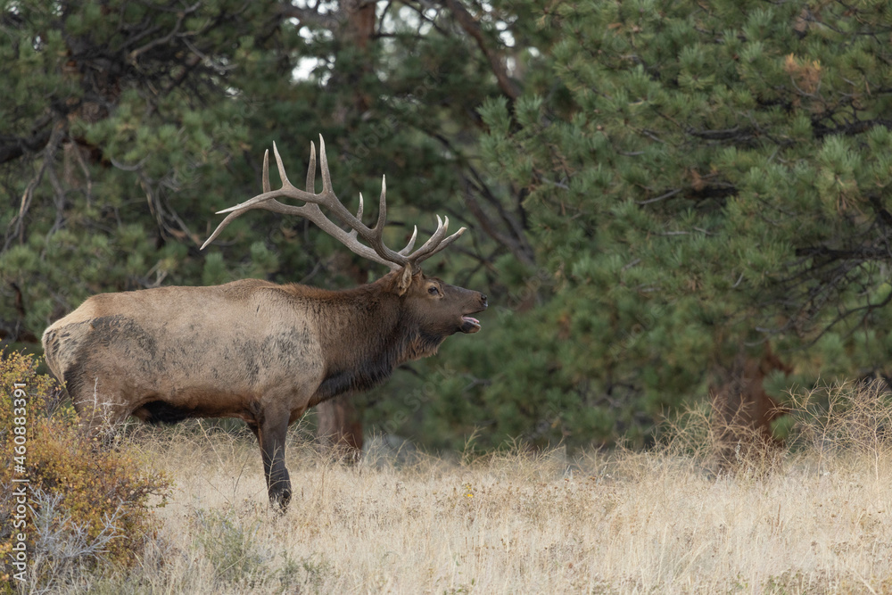 Large Male Elk With Antlers in Colorado