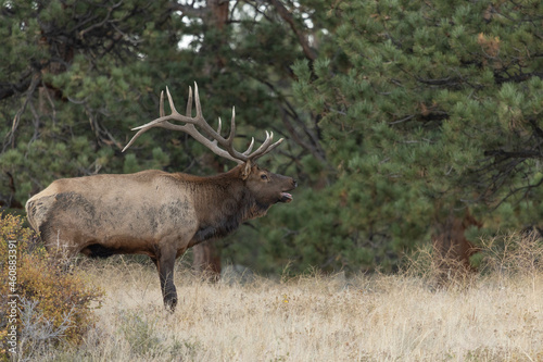 Large Male Elk With Antlers in Colorado