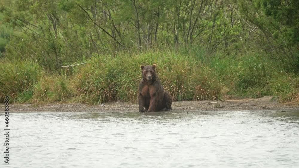 Brown bear waiting for fish near the river, 4k Brown bear waiting for fish near the river, 4k