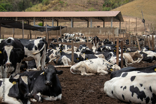 Curral com vacas leiteiras holandesas de raça com manchas pretas e brancas