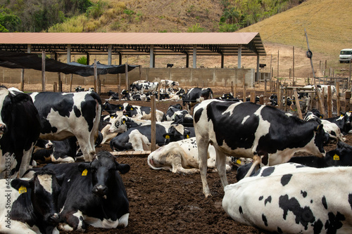Obraz na plátně Curral com vacas leiteiras holandesas de raça com manchas pretas e brancas