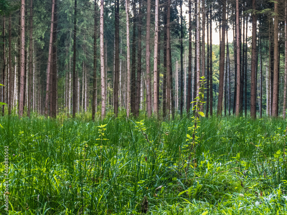 Fototapeta premium Wiederaufforstung im Mischwald