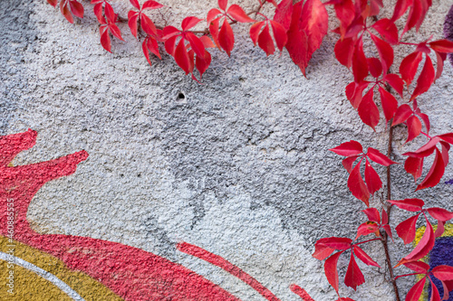 Colorful wall with red autumn ivy leaves in the park. Close up