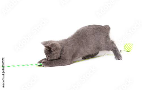 A gray kitten playing with a toy on a white background, isolated © Lyubov K