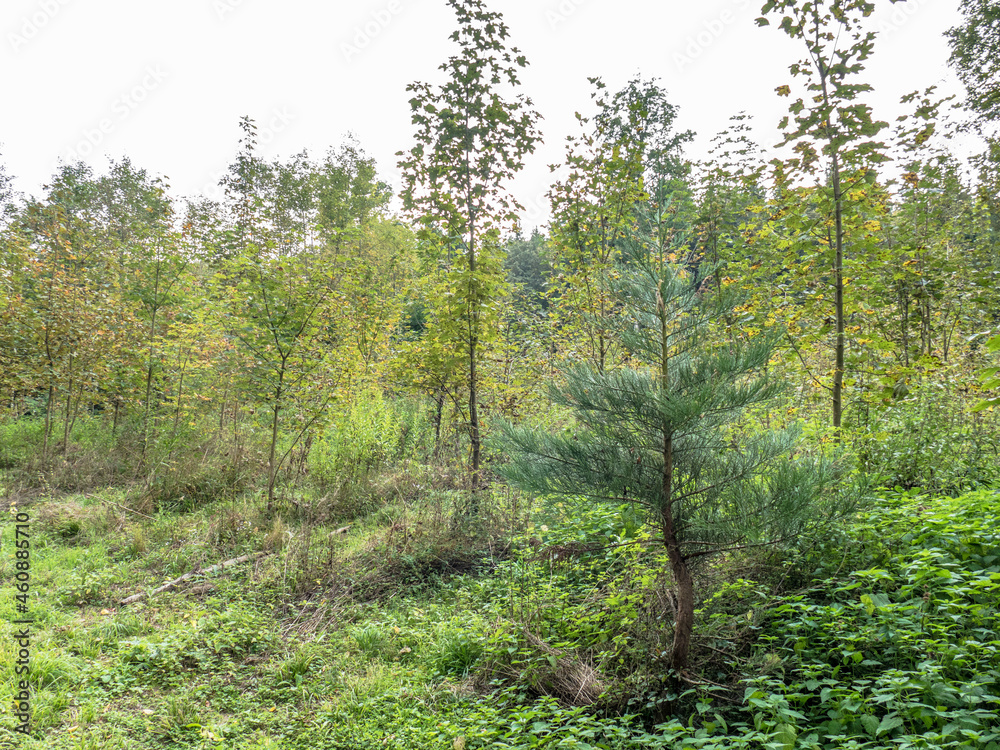 Obraz premium Wiederaufforstung im Mischwald 